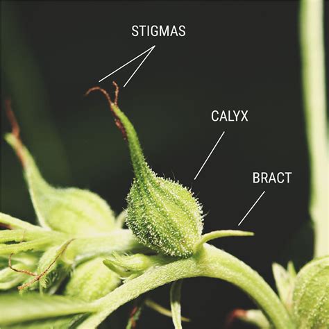 pollen sacs on female plant.